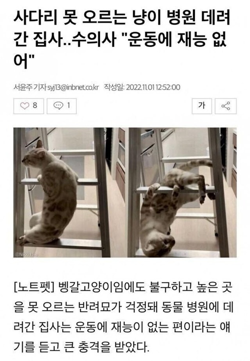 고양이가 걱정된 집사